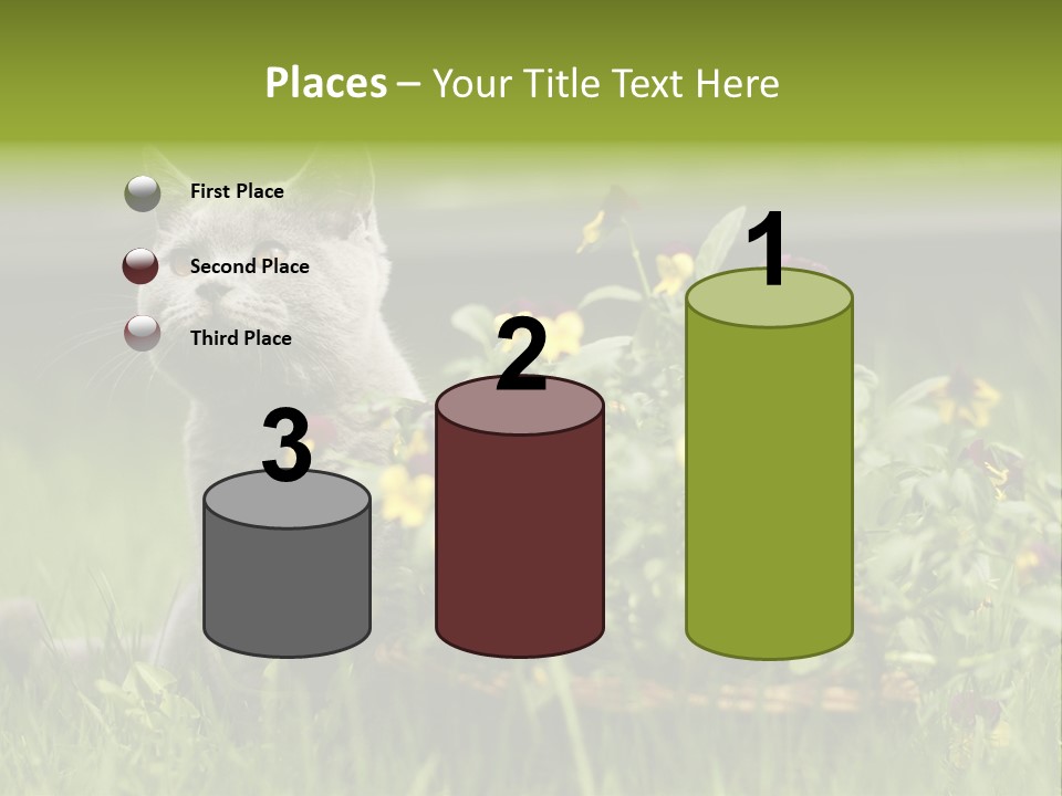 Mammal British Shorthair Studio PowerPoint Template