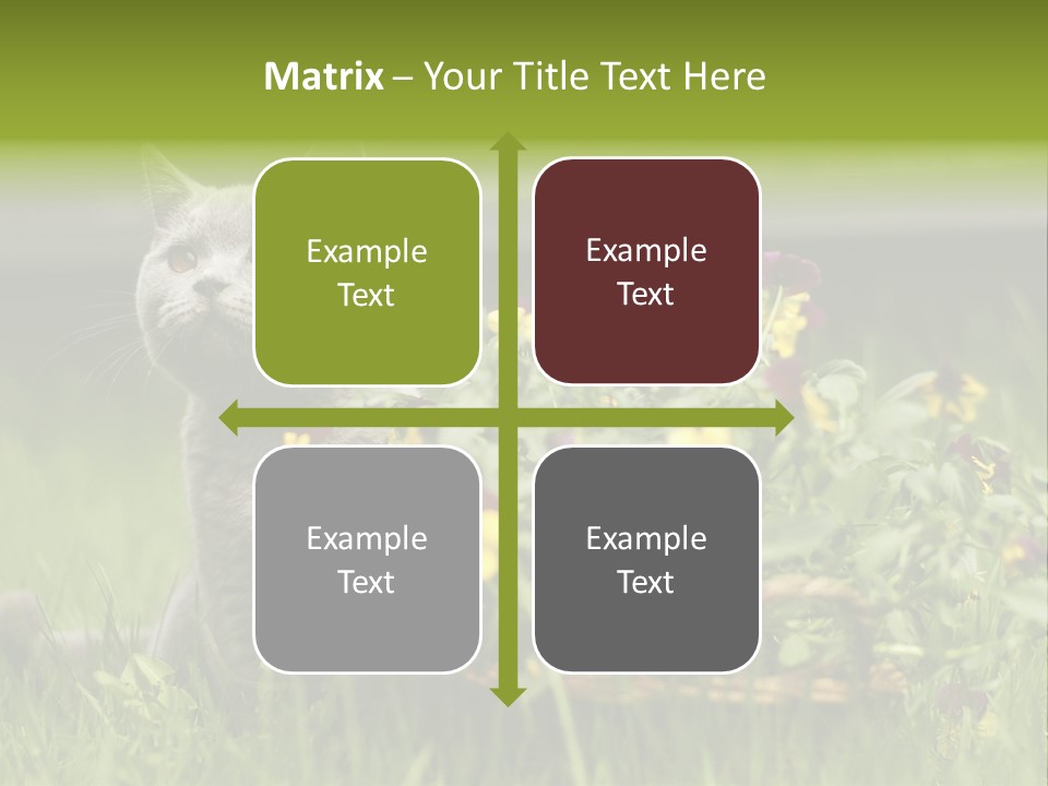 Mammal British Shorthair Studio PowerPoint Template