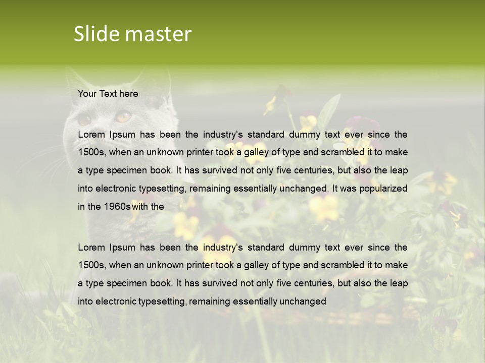 Mammal British Shorthair Studio PowerPoint Template