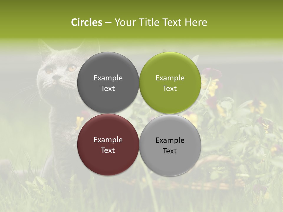 Mammal British Shorthair Studio PowerPoint Template