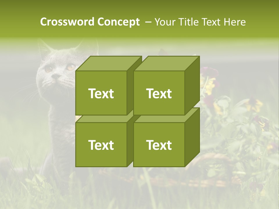 Mammal British Shorthair Studio PowerPoint Template