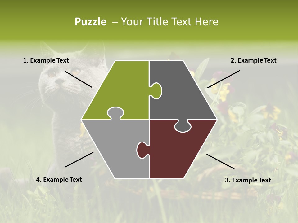 Mammal British Shorthair Studio PowerPoint Template