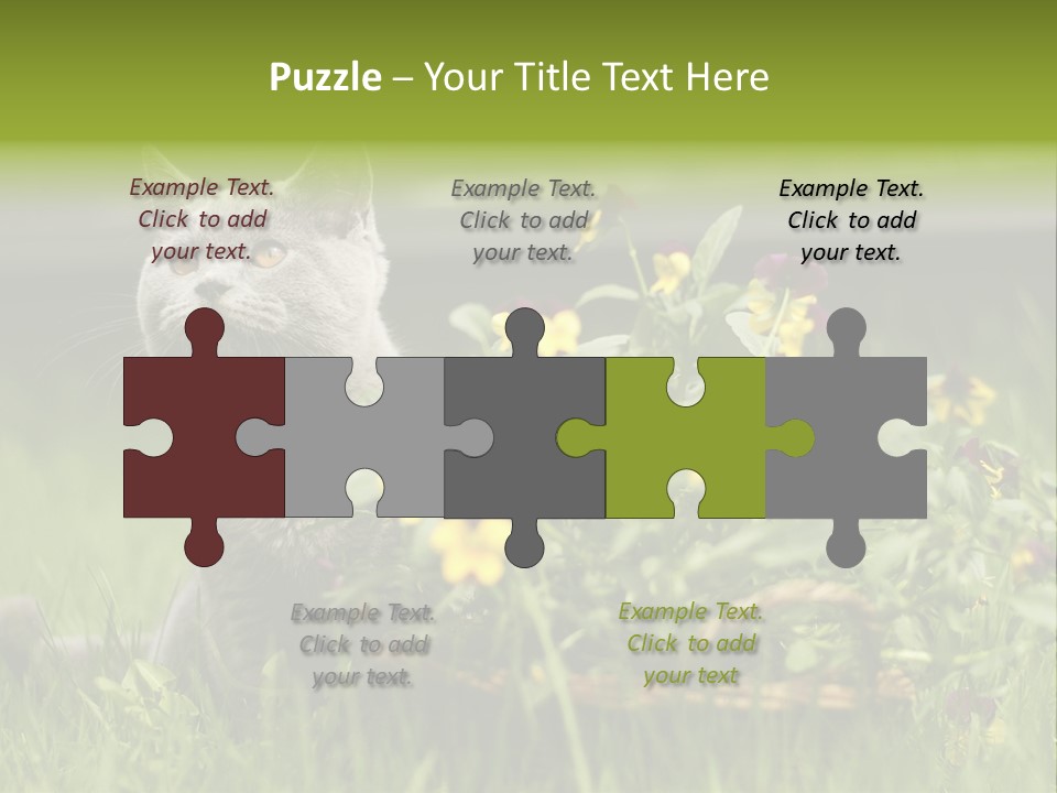 Mammal British Shorthair Studio PowerPoint Template