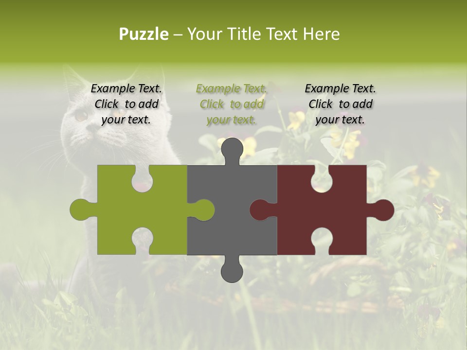 Mammal British Shorthair Studio PowerPoint Template