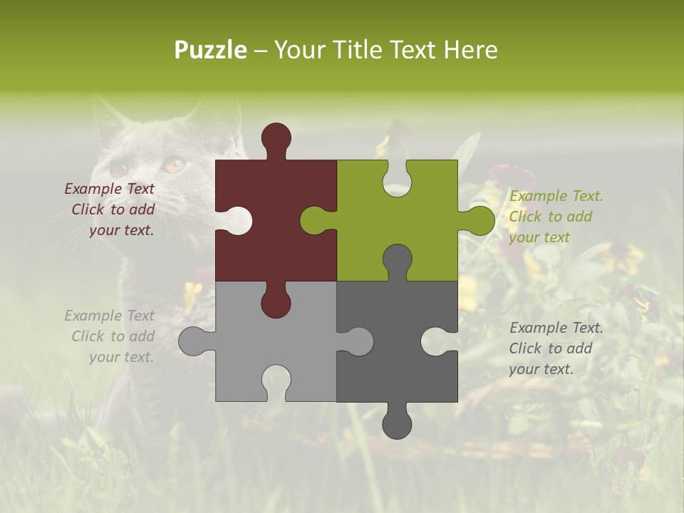 Mammal British Shorthair Studio PowerPoint Template