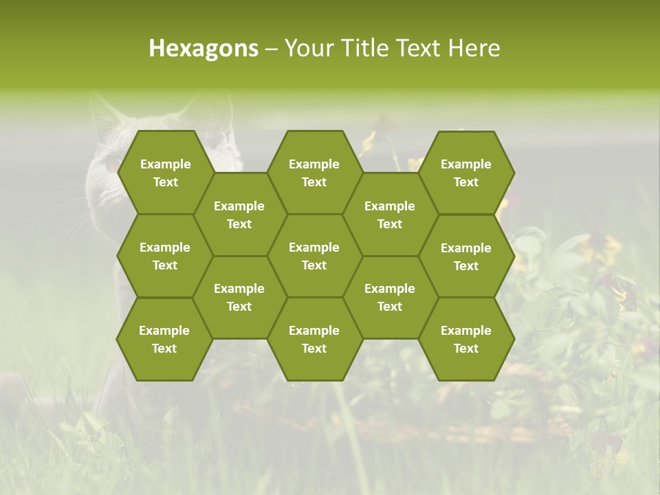 Mammal British Shorthair Studio PowerPoint Template