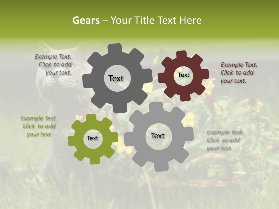 Mammal British Shorthair Studio PowerPoint Template