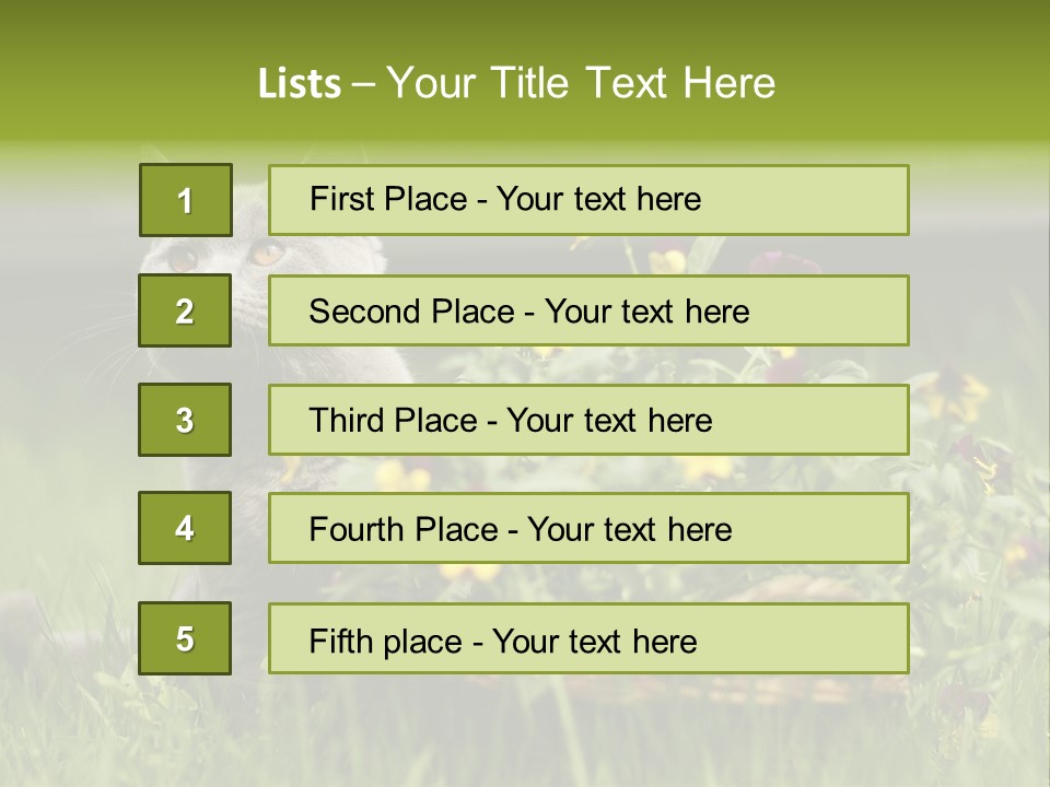 Mammal British Shorthair Studio PowerPoint Template