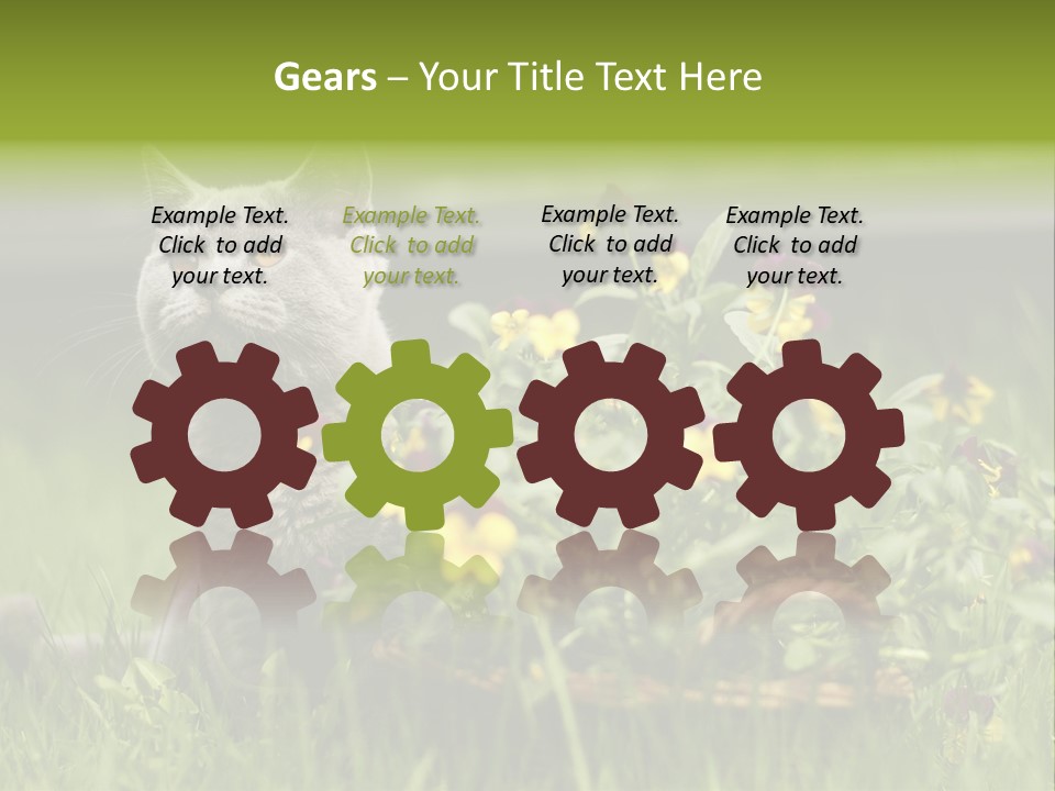 Mammal British Shorthair Studio PowerPoint Template