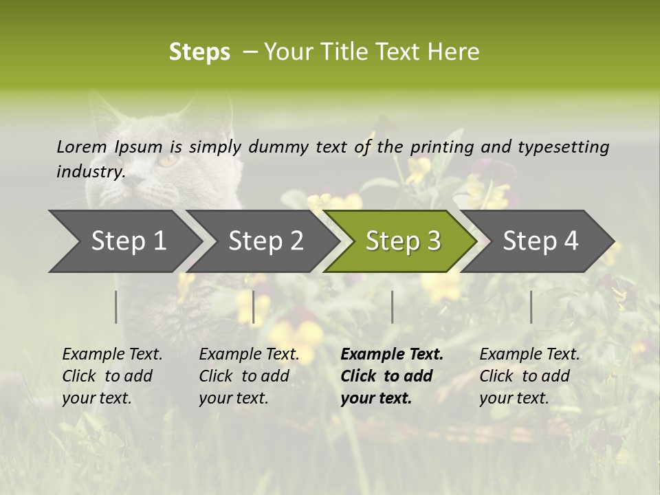 Mammal British Shorthair Studio PowerPoint Template
