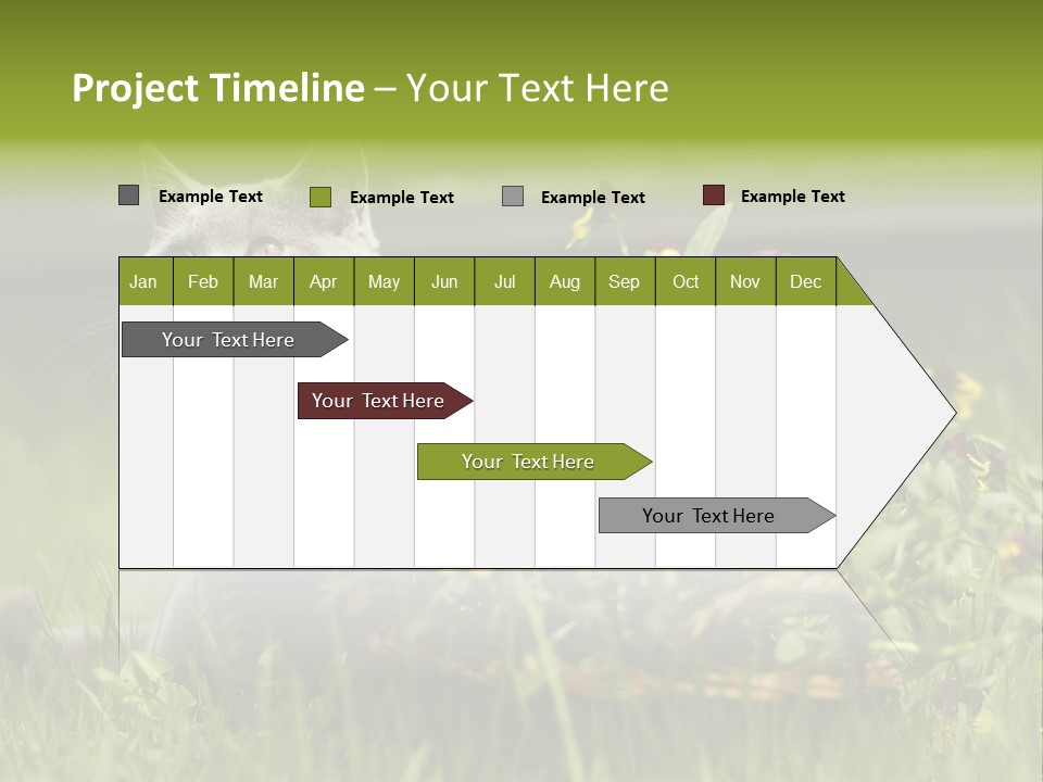 Mammal British Shorthair Studio PowerPoint Template