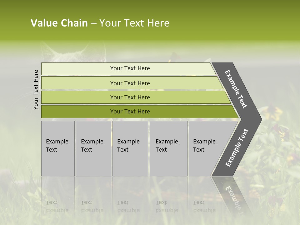 Mammal British Shorthair Studio PowerPoint Template