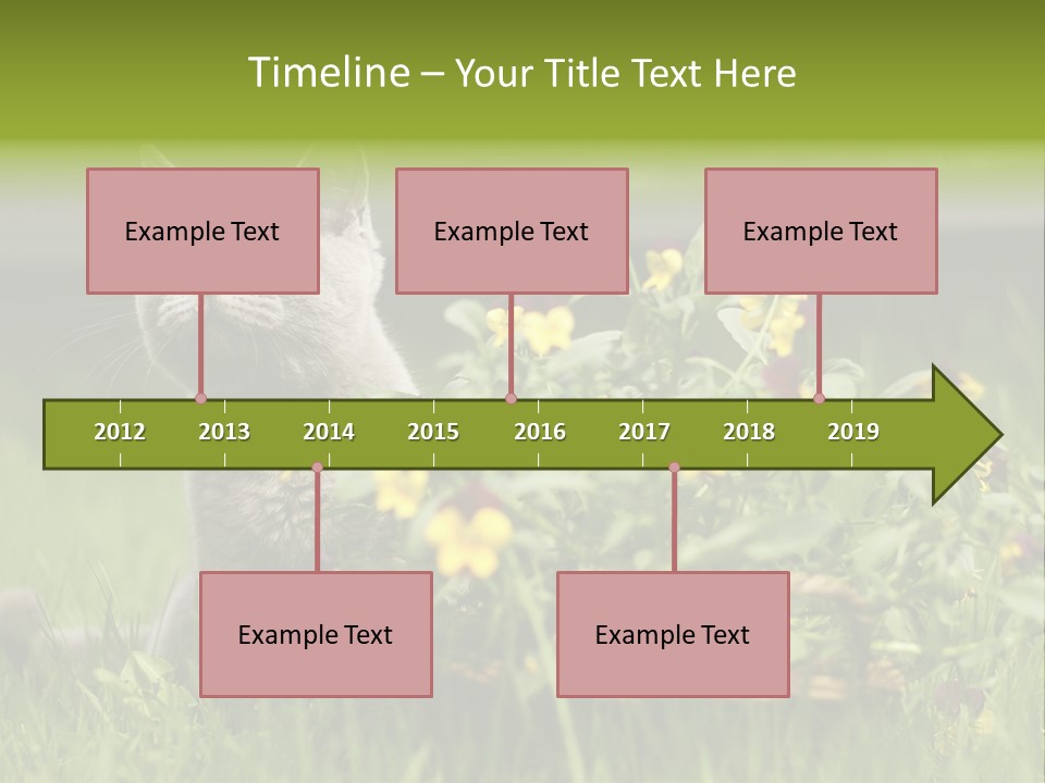 Mammal British Shorthair Studio PowerPoint Template