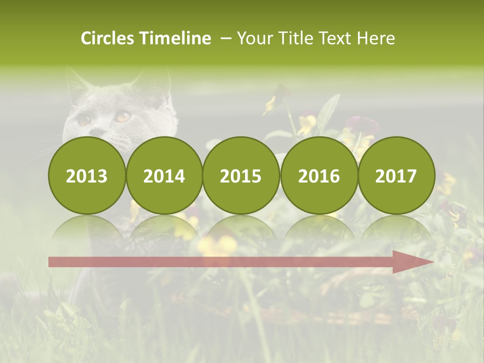 Mammal British Shorthair Studio PowerPoint Template