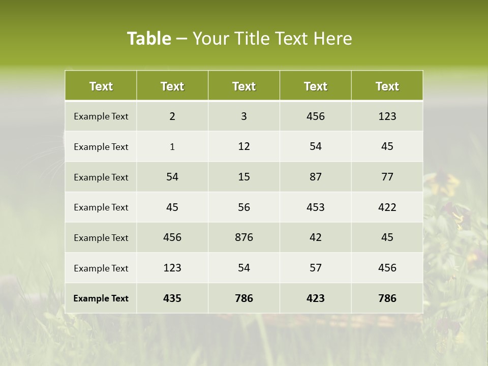 Mammal British Shorthair Studio PowerPoint Template