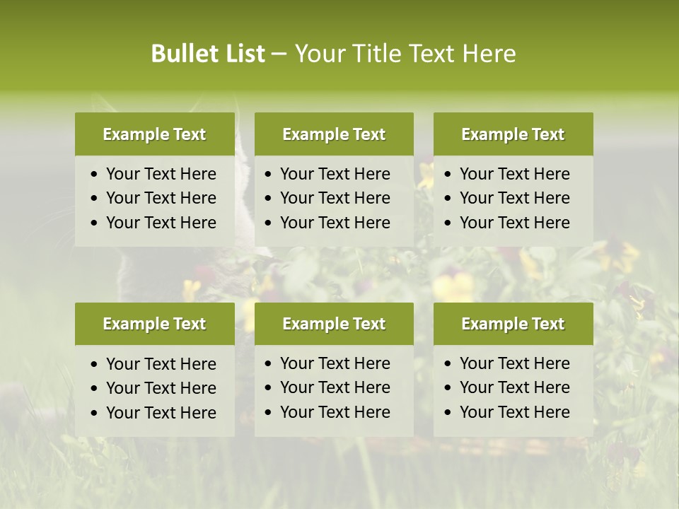 Mammal British Shorthair Studio PowerPoint Template