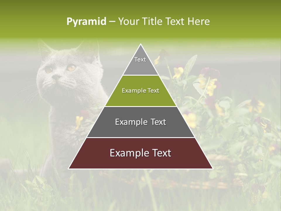 Mammal British Shorthair Studio PowerPoint Template