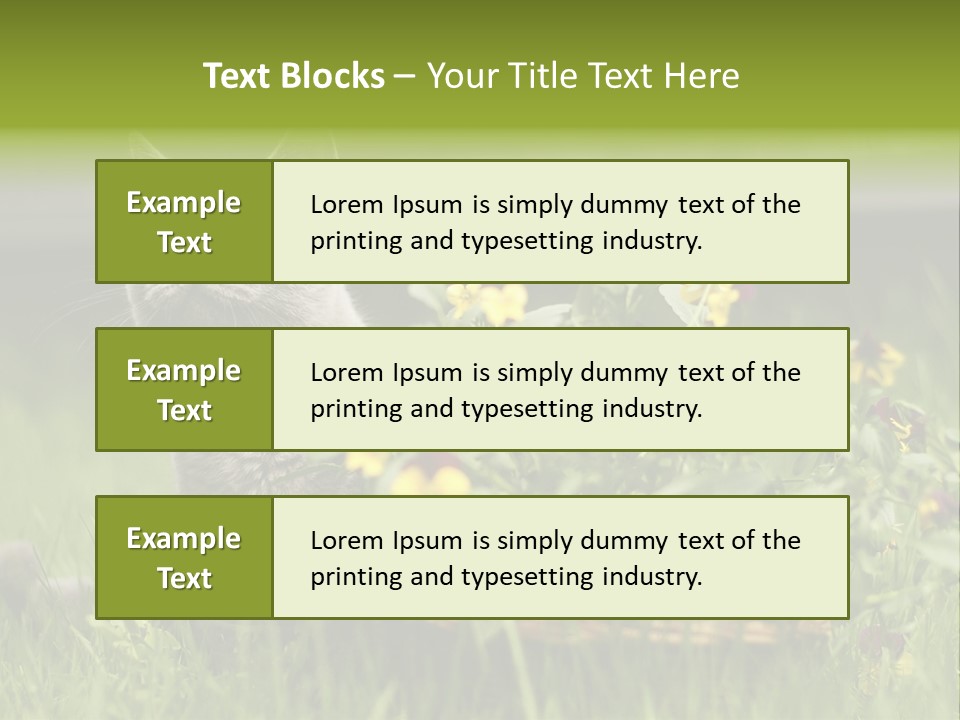 Mammal British Shorthair Studio PowerPoint Template