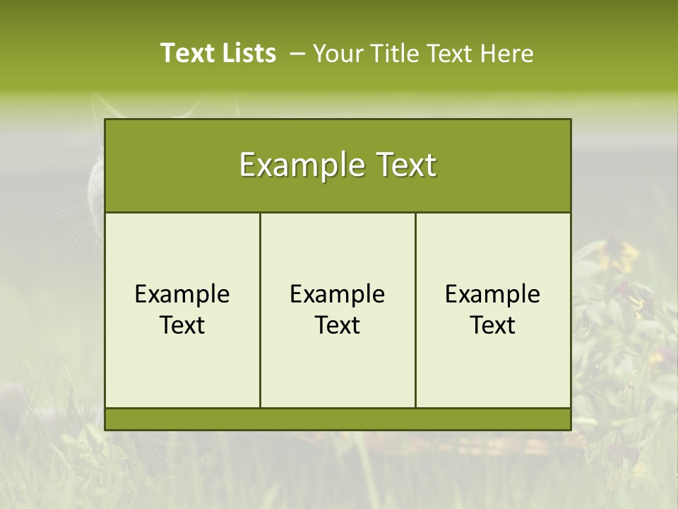 Mammal British Shorthair Studio PowerPoint Template