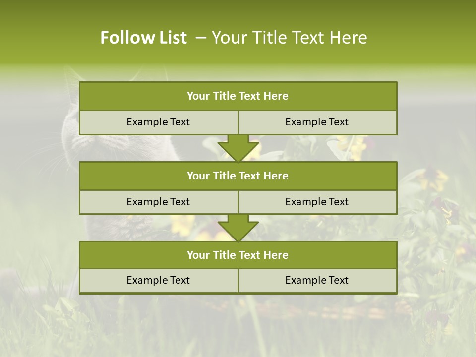 Mammal British Shorthair Studio PowerPoint Template