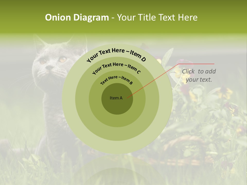 Mammal British Shorthair Studio PowerPoint Template