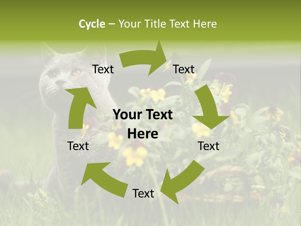 Mammal British Shorthair Studio PowerPoint Template