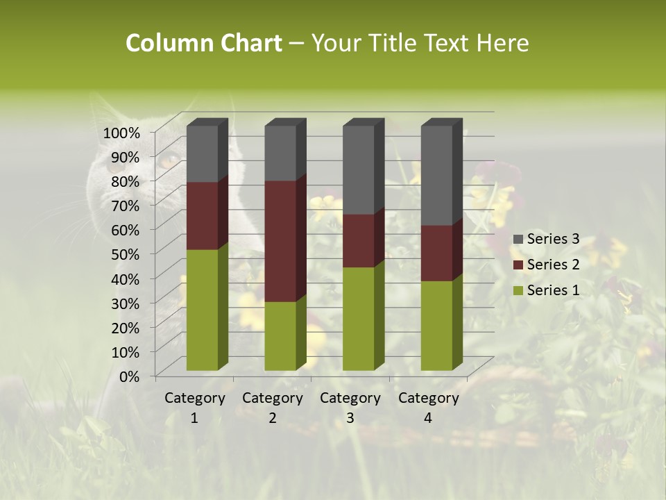 Mammal British Shorthair Studio PowerPoint Template