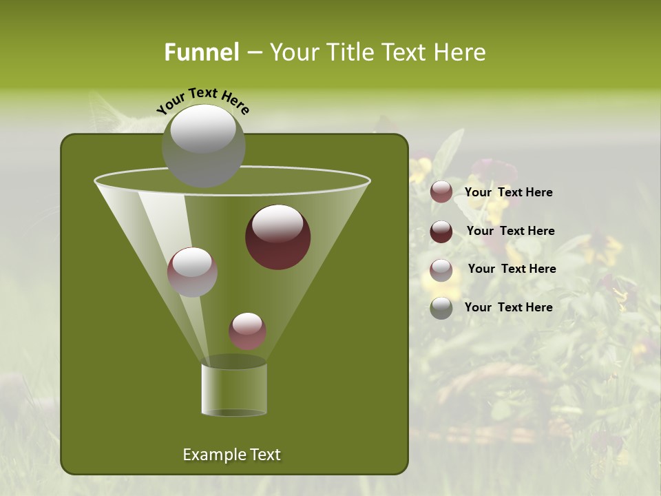 Mammal British Shorthair Studio PowerPoint Template