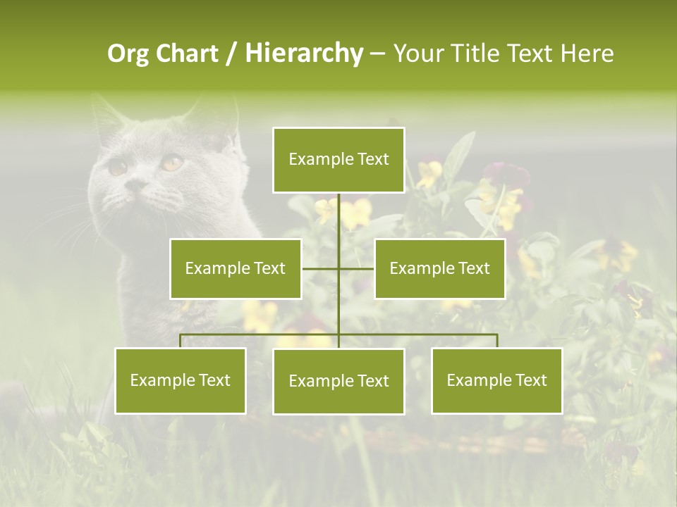 Mammal British Shorthair Studio PowerPoint Template