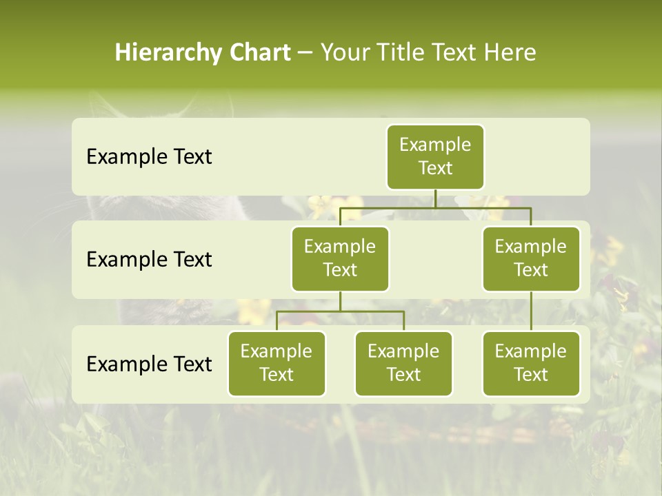 Mammal British Shorthair Studio PowerPoint Template