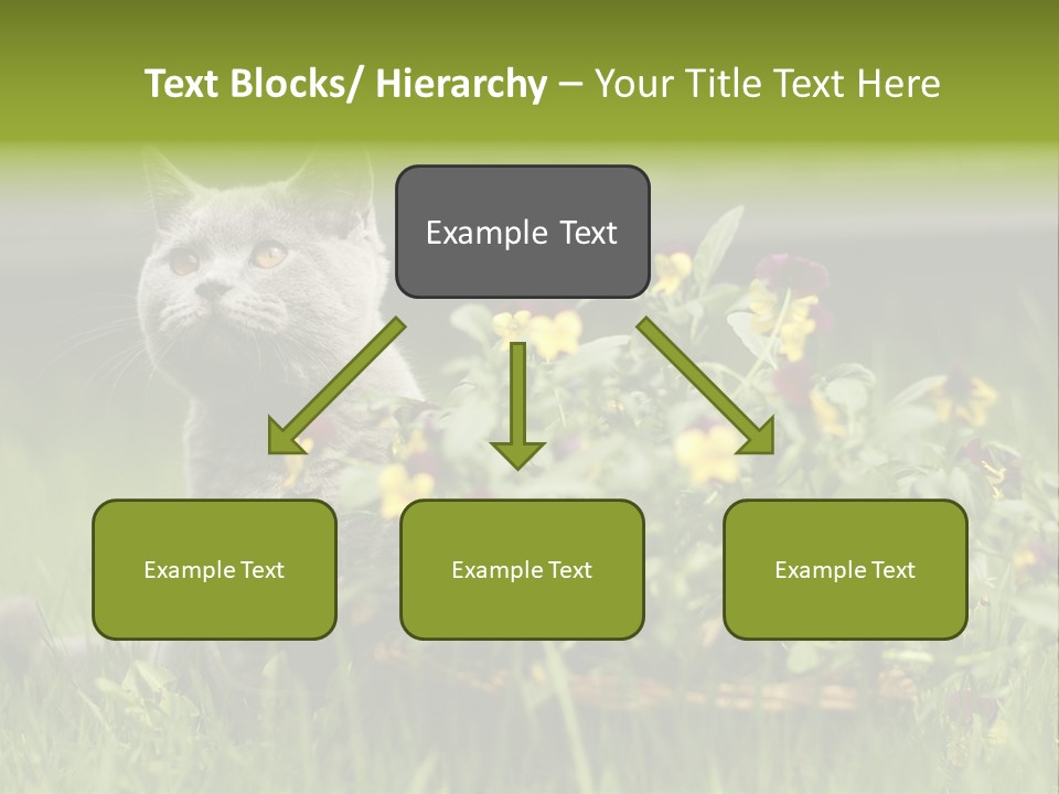 Mammal British Shorthair Studio PowerPoint Template