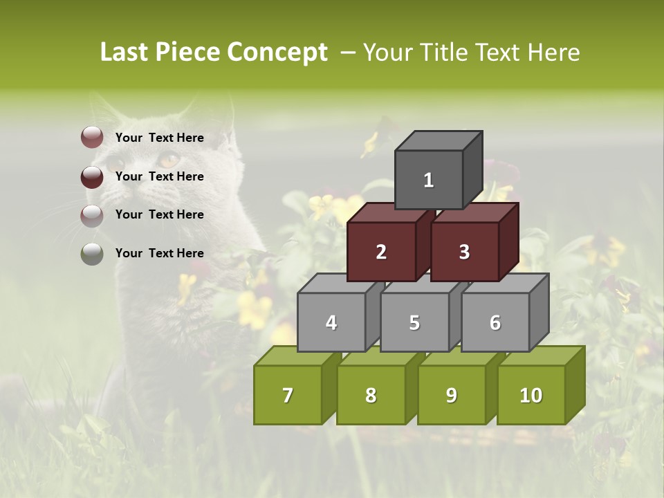 Mammal British Shorthair Studio PowerPoint Template