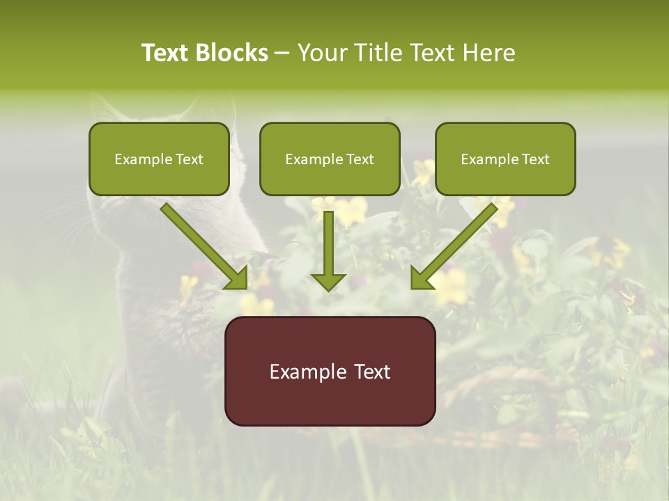 Mammal British Shorthair Studio PowerPoint Template