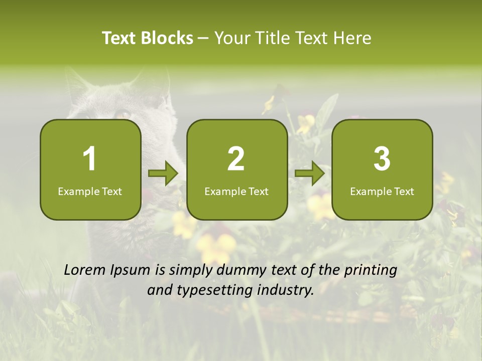 Mammal British Shorthair Studio PowerPoint Template