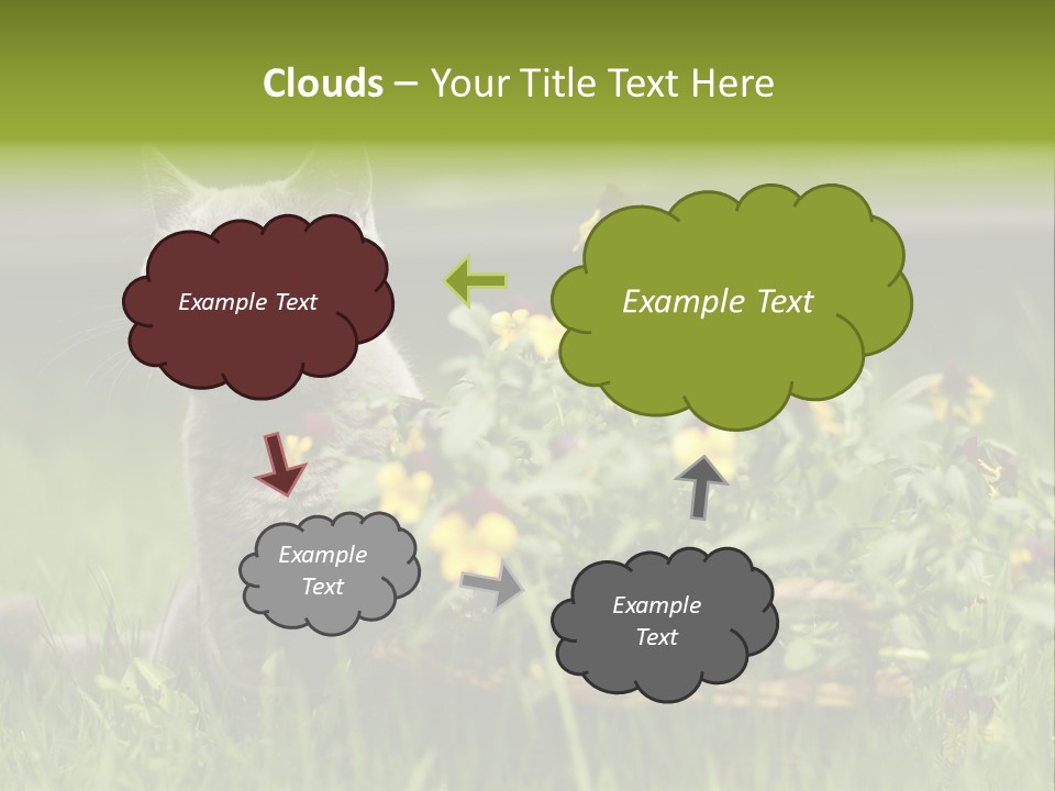 Mammal British Shorthair Studio PowerPoint Template