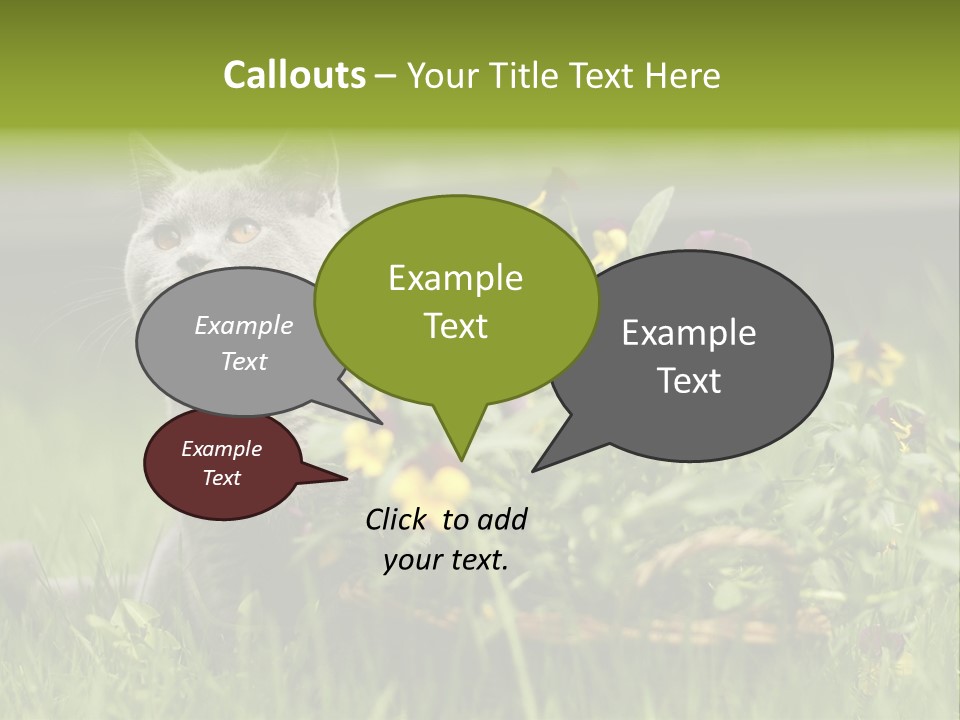 Mammal British Shorthair Studio PowerPoint Template