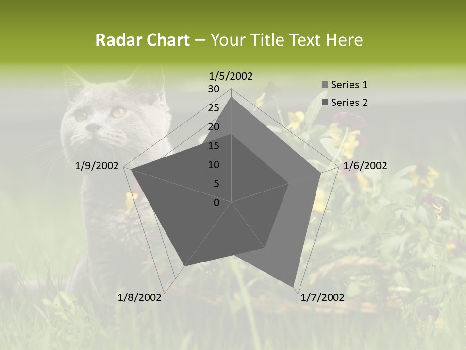 Mammal British Shorthair Studio PowerPoint Template