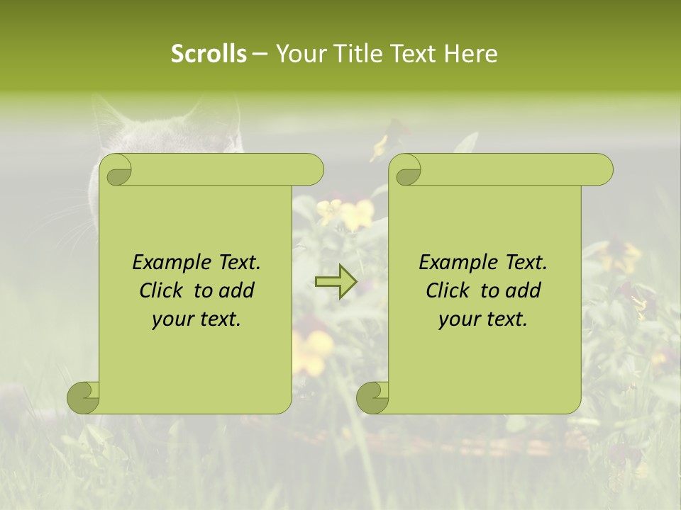 Mammal British Shorthair Studio PowerPoint Template