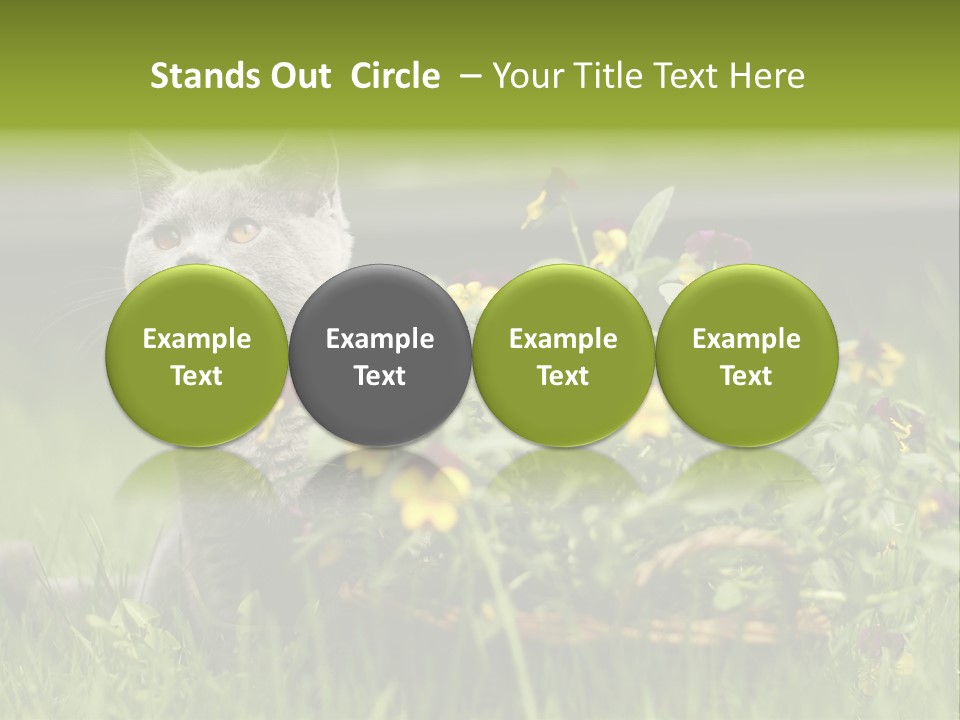 Mammal British Shorthair Studio PowerPoint Template