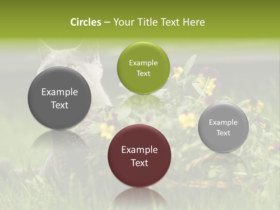 Mammal British Shorthair Studio PowerPoint Template