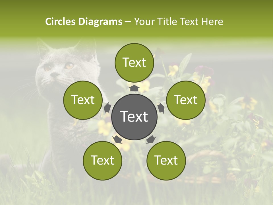 Mammal British Shorthair Studio PowerPoint Template