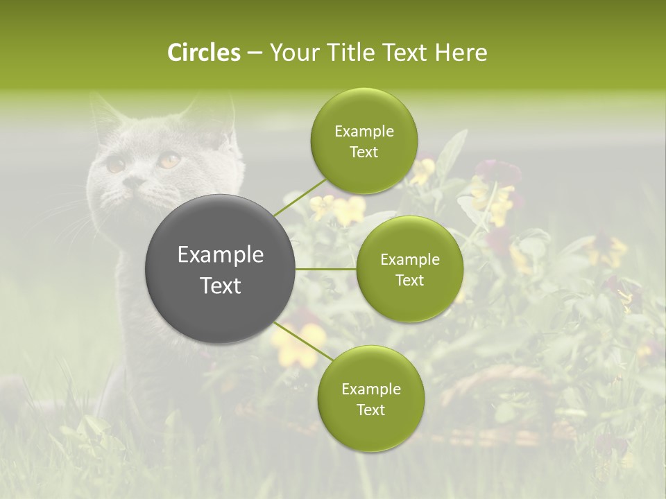 Mammal British Shorthair Studio PowerPoint Template