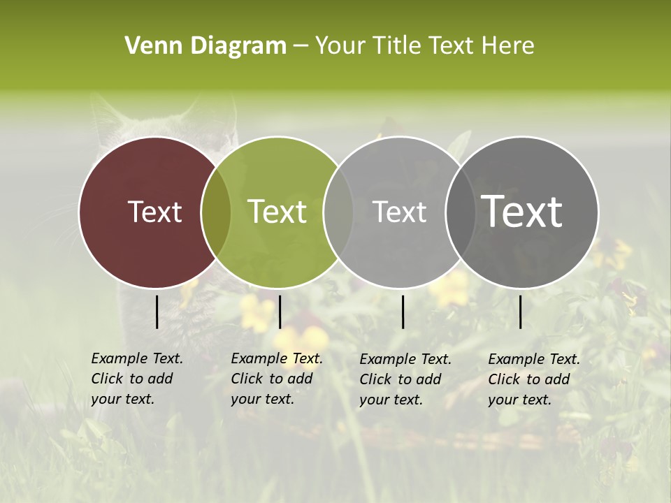 Mammal British Shorthair Studio PowerPoint Template