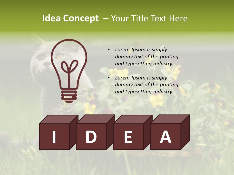 Mammal British Shorthair Studio PowerPoint Template