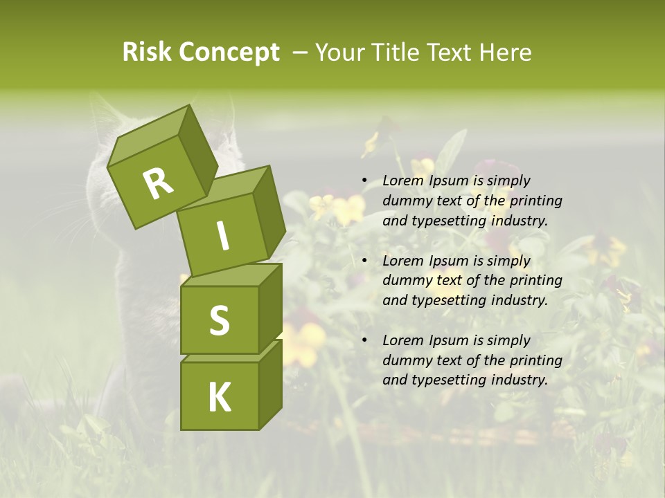 Mammal British Shorthair Studio PowerPoint Template