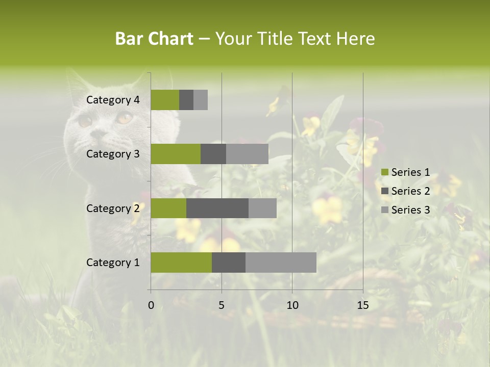 Mammal British Shorthair Studio PowerPoint Template