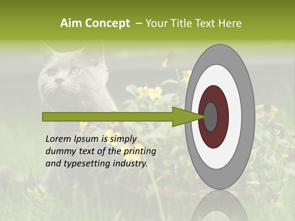 Mammal British Shorthair Studio PowerPoint Template