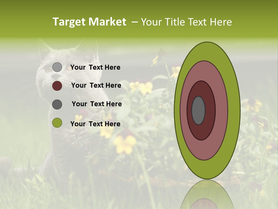 Mammal British Shorthair Studio PowerPoint Template