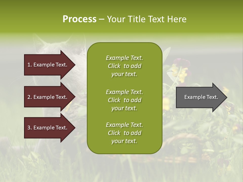 Mammal British Shorthair Studio PowerPoint Template