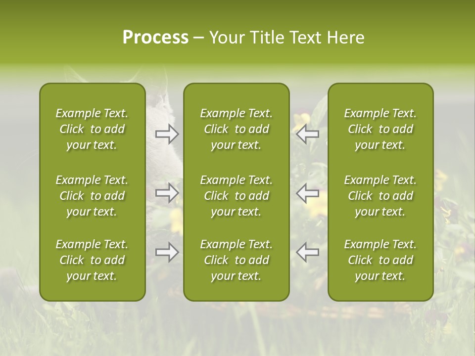 Mammal British Shorthair Studio PowerPoint Template